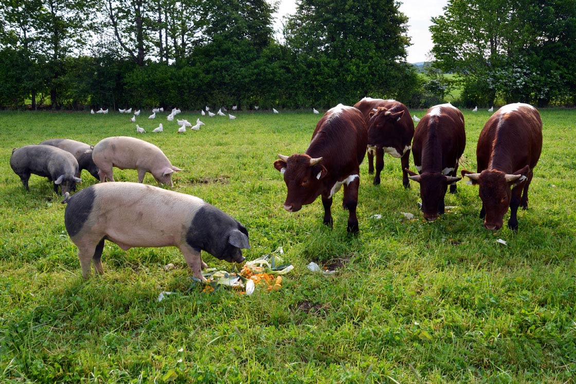 Schweine, Kühe und Hühner auf dem Hermannsdorfer Biobetrieb